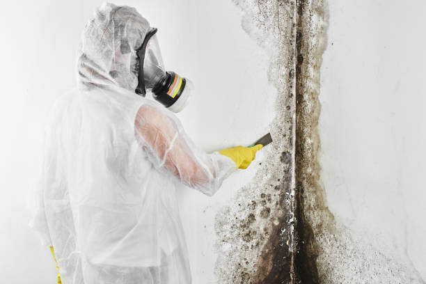 Mold Removal and Inspection in Walla Walla, WA
