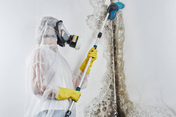 Best Commercial Mold Removal  in Lla Lla, WA