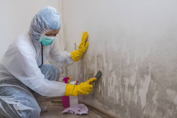Best Best Mold Removal Companies  in Lla Lla, WA