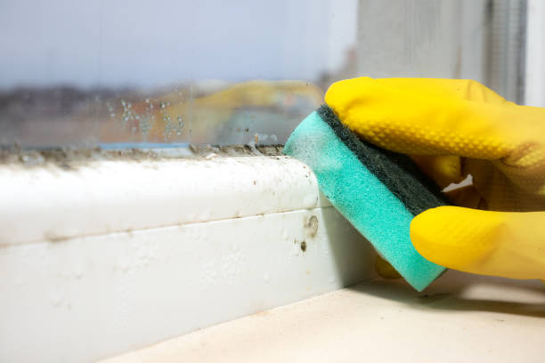 Best Emergency Mold Removal  in Lla Lla, WA