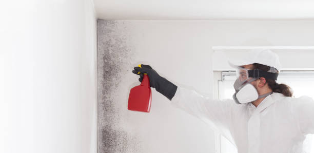 Mold Testing and Removal in Walla Walla, WA