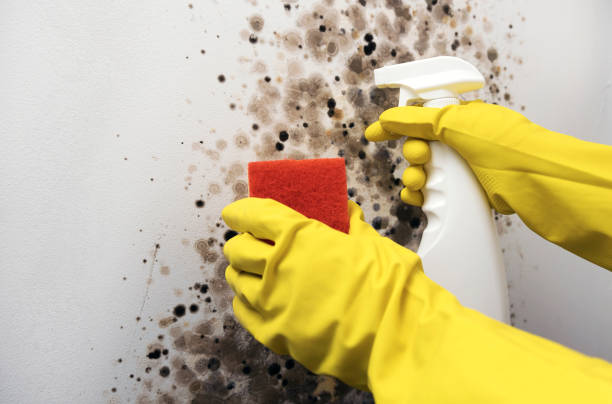 Best Mold Testing and Removal  in Lla Lla, WA