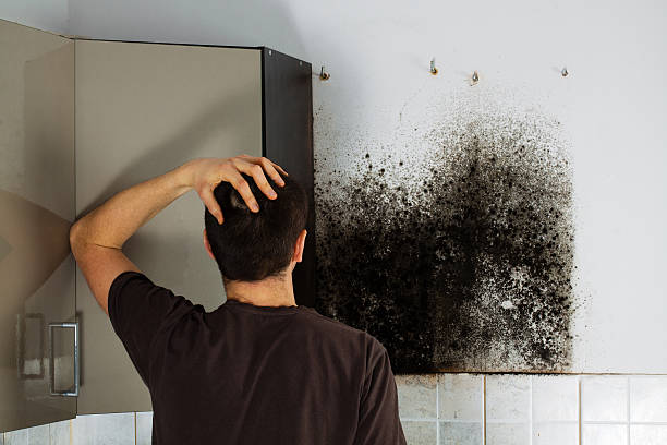 Best Mold Remediation Experts  in Lla Lla, WA