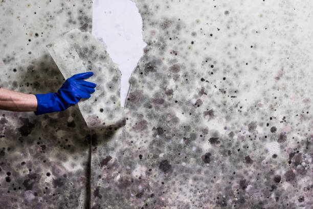 Best Home Mold Removal  in Lla Lla, WA
