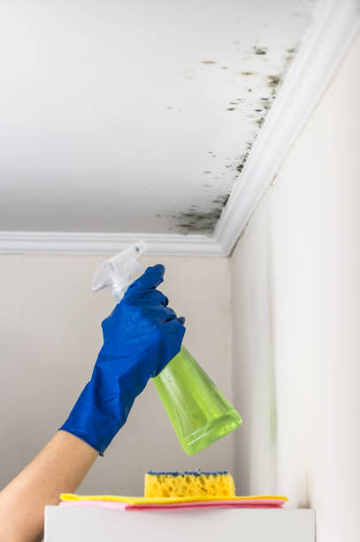 Best Same-Day Mold Removal  in Lla Lla, WA
