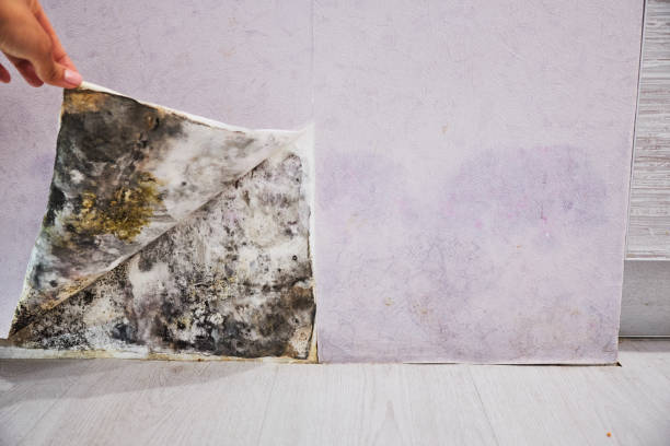 Office Mold Removal Services in Walla Walla, WA